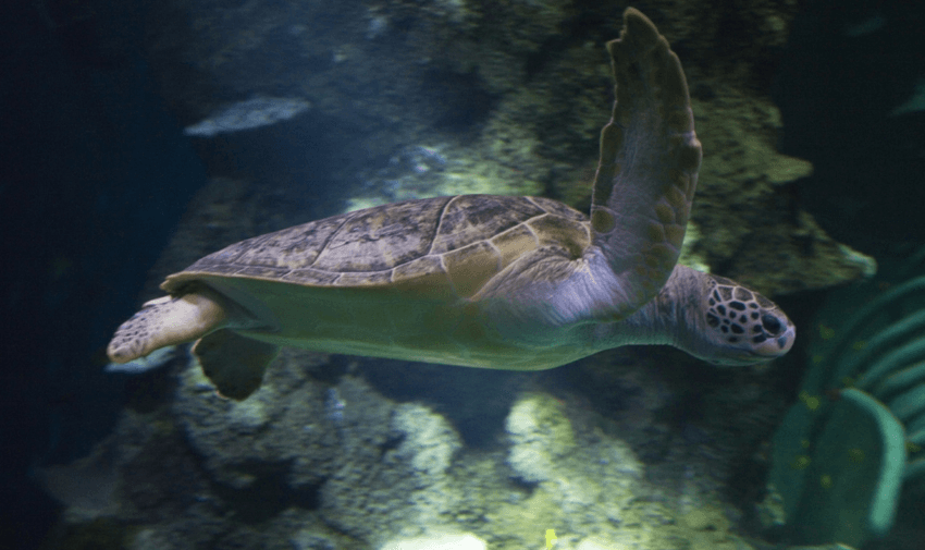 A captivating underwater shot of a sea turtle gracefully swimming amidst coral, symbolising Sea Life London Aquarium's efforts in marine education. Leisure discounts for disabled people.