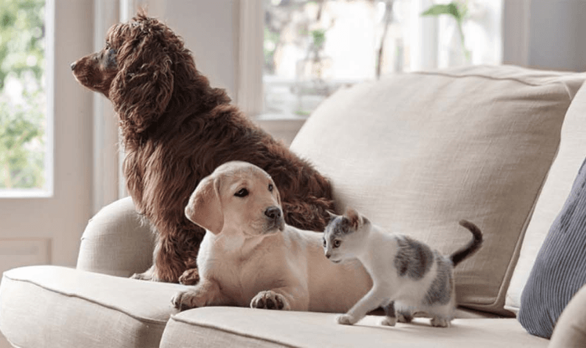 a dog, a puppy and a kitten on a sofa together