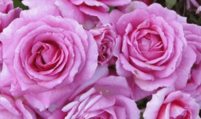 close up of pink roses