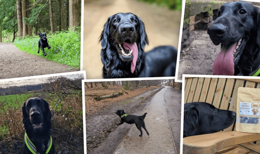 A happy black retriever dog exploring the outdoors in various scenic locations, wearing a neon harness. A collage of nature walks, playful moments, and a sniffing curiosity at gourmet dog treats. Perfect for dog lovers looking for natural pet care and healthy treats. Includes SEO for pet discounts and mobility support.