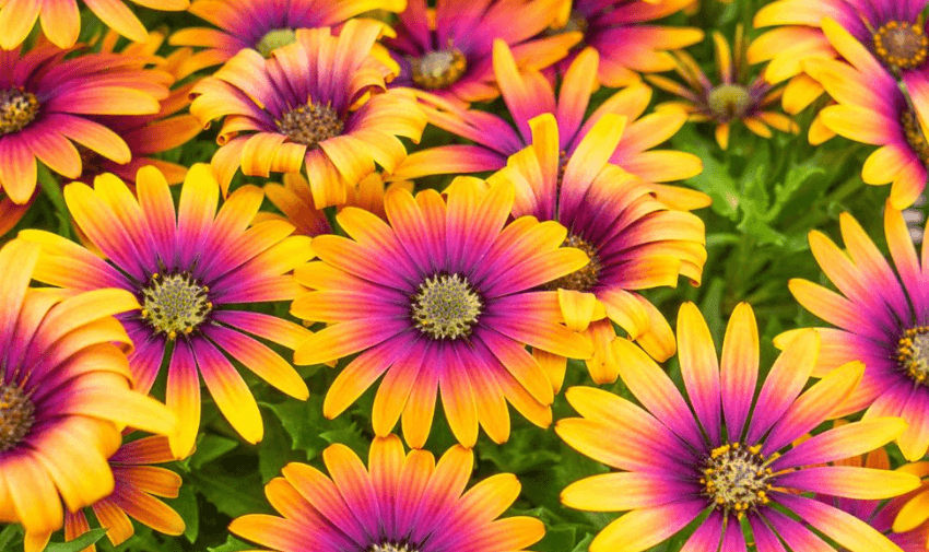 A cluster of vibrant flowers with daisy-like petals in shades of yellow, orange, and pink with dark purple centers. The flowers are surrounded by green leaves, creating a bright, colourful display.