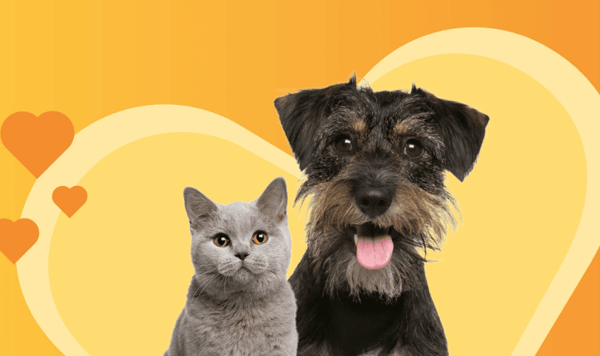 A happy dog and a calm cat sit side by side against a warm background with heart-shaped designs. The dog has its tongue out, and both animals appear friendly and content.