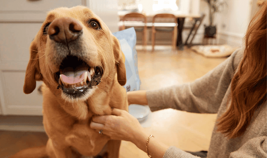 Large dog with it's mouth open getting a scratch on it's chin by a lady