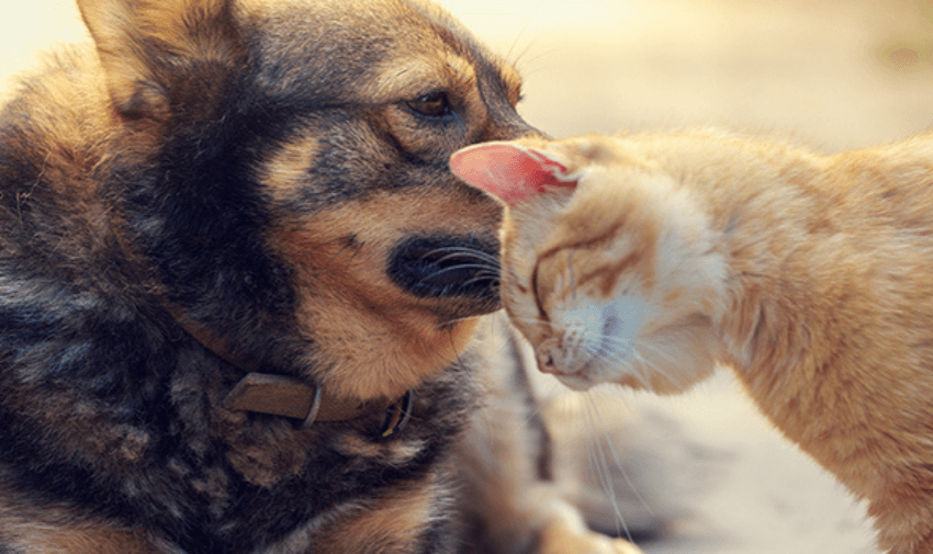  A brown dog and an orange cat are cuddling affectionately. The cat is leaning its head against the dog's neck, and both appear to be relaxed. The background is softly blurred.