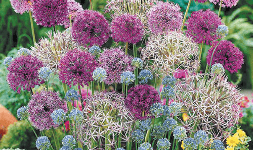 A colourful garden scene featuring an array of Allium flowers. The image showcases large, spherical clusters of purple and pink blooms on tall green stems, set against a lush green background, creating a vibrant and lively display.