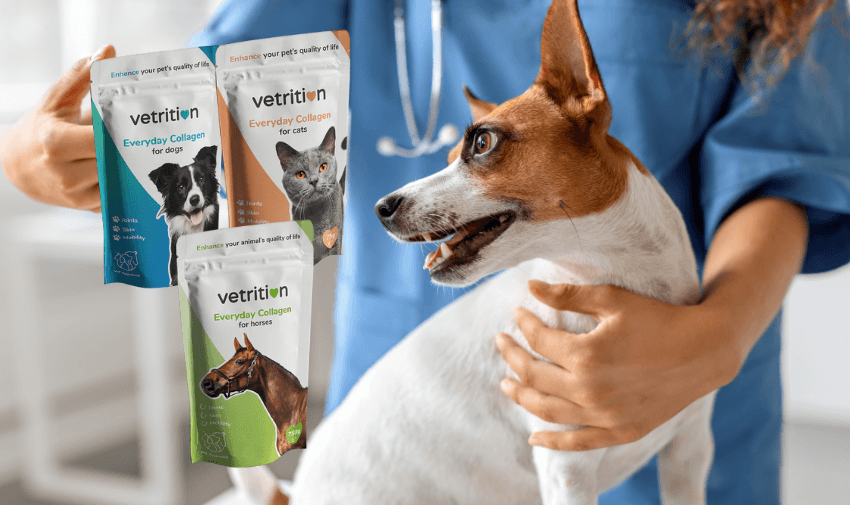 Vet holding a small brown and white dog in a clinic, with Vetrition Everyday Collagen supplement packs for dogs, cats, and horses shown. Mobility supplements for pets improve joint health and quality of life. Disabled pet owners save money on pet care and mobility products UK