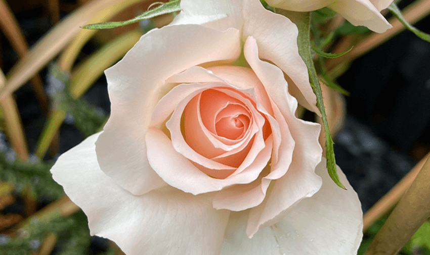 close up of a pale pink single rose