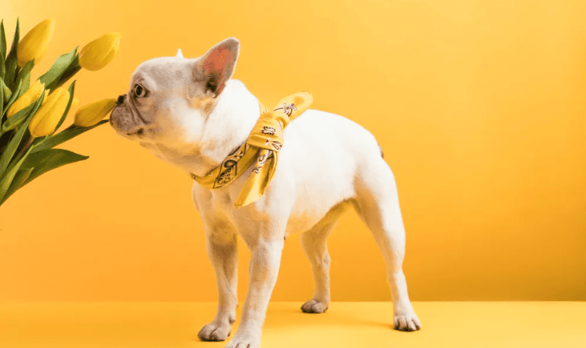 A white French Bulldog wearing a yellow bandana sniffs a bouquet of yellow tulips against a bright yellow background.