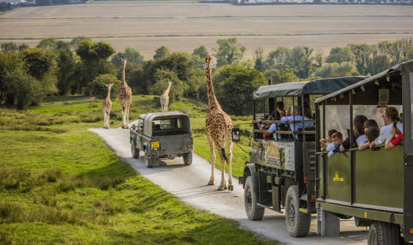 A safari vehicle with passengers observes three giraffes standing on a dirt road in a grassy, open field. Another vehicle is ahead on the same road. The background features rolling hills and scattered trees under a clear sky.