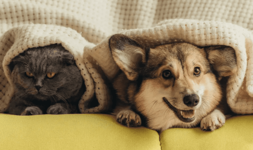 A grey cat and a brown corgi lie under a white blanket on a yellow couch. The cat looks calm, while the corgi appears happy and playful, with its mouth slightly open.