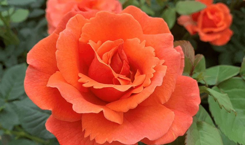 close up of orange roses